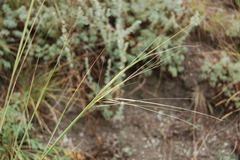 Stipa capillata