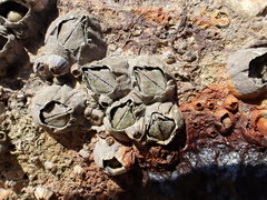 Fistulobalanus albicostatus