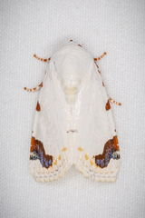 Chasmina pulchra