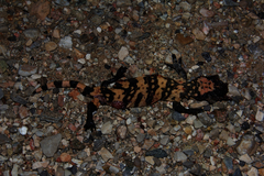 Heloderma suspectum cinctum