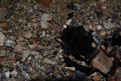 Heloderma suspectum cinctum