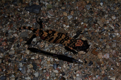 Heloderma suspectum cinctum