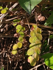 Phyllodium pulchellum
