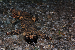 Heloderma suspectum suspectum