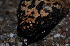 Heloderma suspectum suspectum