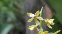 Prosthechea ochracea