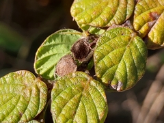 Phyllodium pulchellum