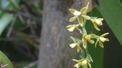 Prosthechea ochracea