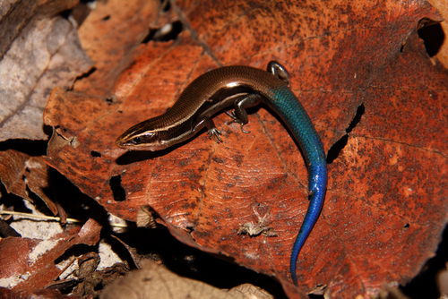 Mountain Skink