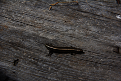 Plestiodon skiltonianus interparietalis