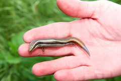 Plestiodon skiltonianus interparietalis