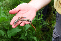 Plestiodon skiltonianus interparietalis