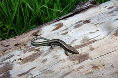 Plestiodon skiltonianus interparietalis