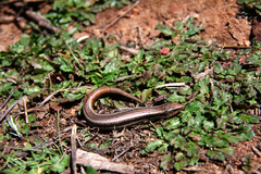 Plestiodon skiltonianus interparietalis