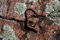 Plestiodon skiltonianus interparietalis