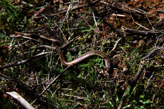 Plestiodon skiltonianus interparietalis