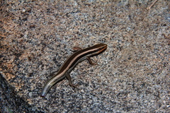 Plestiodon skiltonianus interparietalis