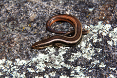 Plestiodon skiltonianus interparietalis