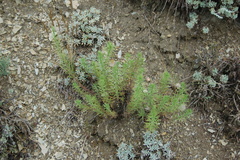 Veronica pinnata