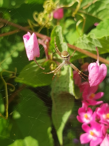 Saint Andrew's Cross Spider