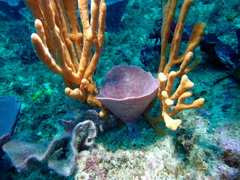 Callyspongia