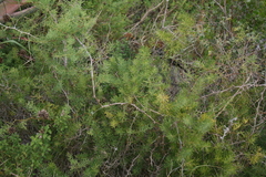 Asparagus racemosus