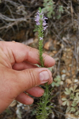 Veronica pinnata
