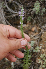 Veronica pinnata