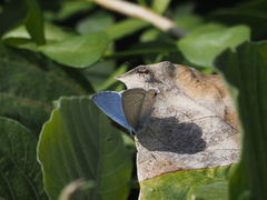 Catochrysops panormus exiguus