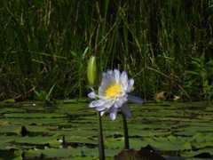 Nymphaea gigantea