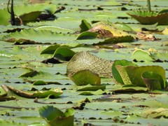 Nymphaea gigantea