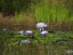 Nymphaea gigantea