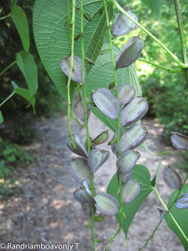 Dioscorea antaly