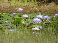 Nymphaea gigantea