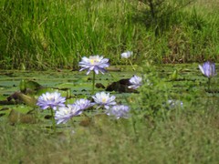 Nymphaea gigantea