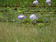 Nymphaea gigantea