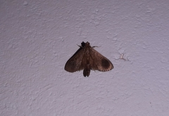 Almonia