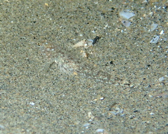 Pomatoschistus marmoratus