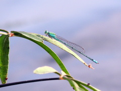 Pseudagrion decorum