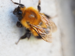 Bombus hypnorum