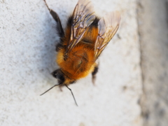 Bombus hypnorum