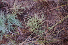 Cleistogenes squarrosa