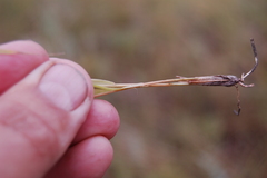 Cleistogenes squarrosa