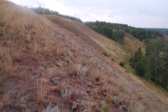 Cleistogenes squarrosa