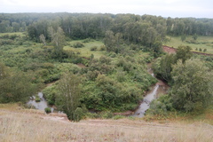 Cleistogenes squarrosa