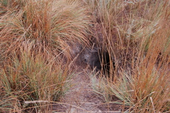 Marmota
