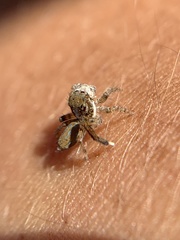 Maratus montanus