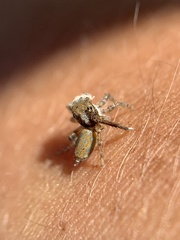 Maratus montanus