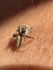 Maratus montanus
