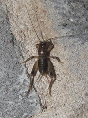 Anurogryllus arboreus